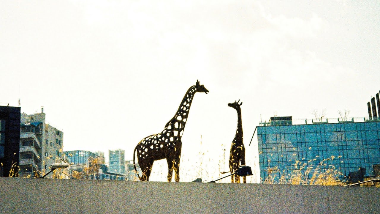 A Nice Day For Giraffes